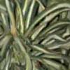 Fondos para Paginas Web 0072