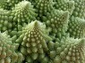 FRACTAL 87